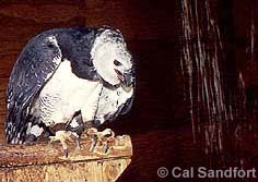 harpy eagle