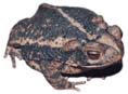 bufo species